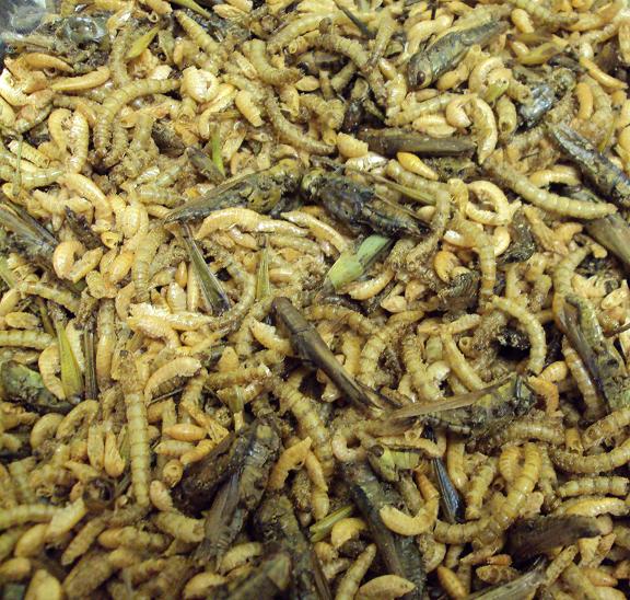 Eiwei�futter-Mix 100g
