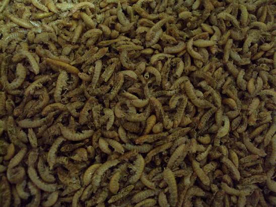 Gammarus getrocknet 50g (100g-3,18�)