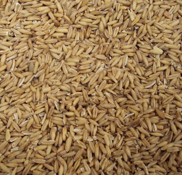 Nackthafer / Haferkerne 250g (100-0,156�)