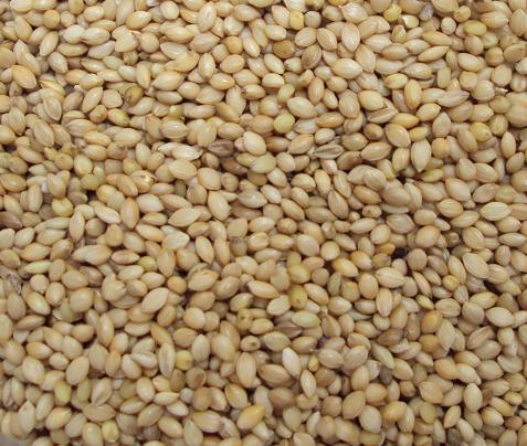 Senegal Hirse 250g (100g-0,28�)